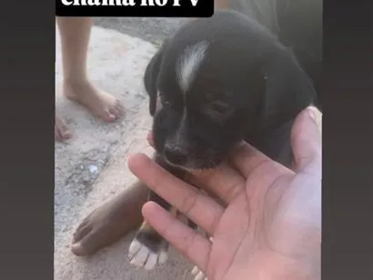 Cachorro raça SRD-ViraLata idade 2 a 6 meses nome nina