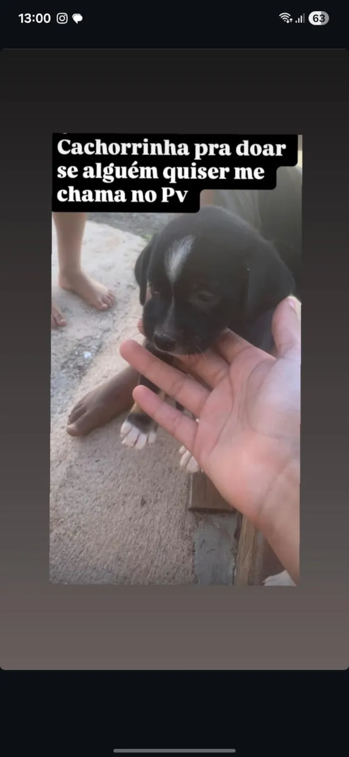 Cachorro raça SRD-ViraLata idade 2 a 6 meses nome nina