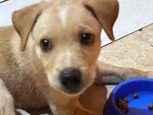 Cachorro raça SRD-ViraLata idade Abaixo de 2 meses nome Bento