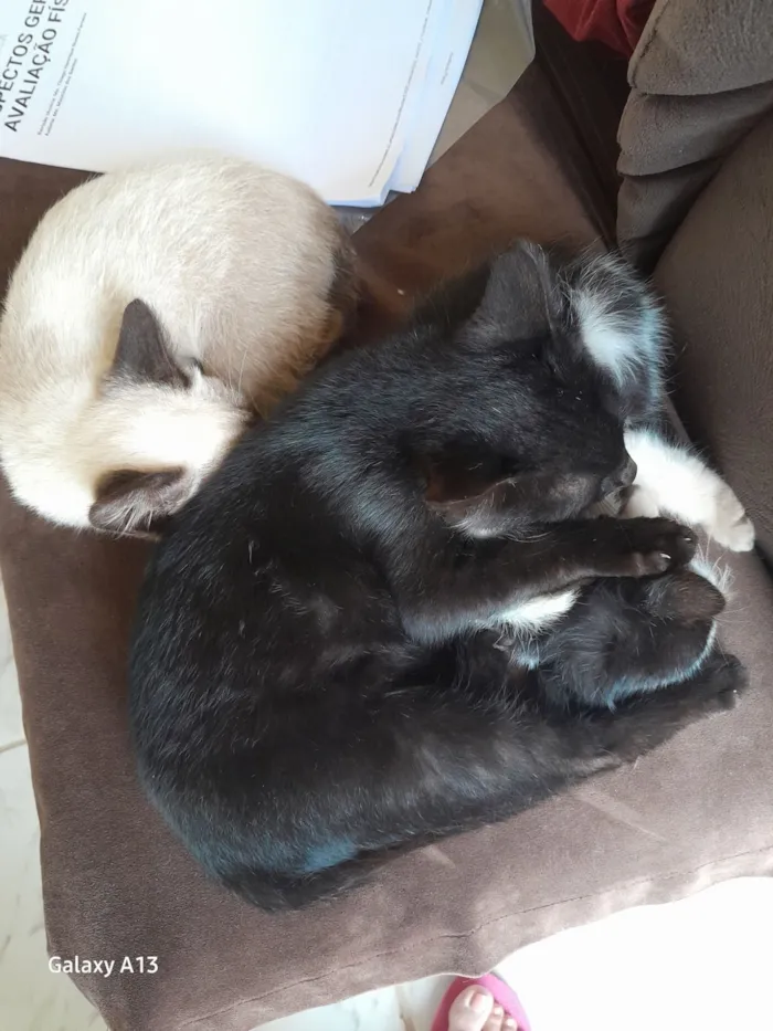 Gato raça SRD-ViraLata idade 2 anos nome Luiza