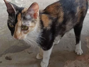 Gato raça SRD-ViraLata idade 2 a 6 meses nome Gatinhos fofos