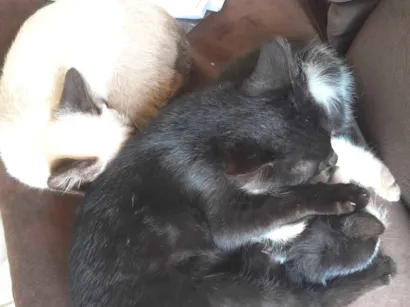 Gato raça SRD-ViraLata idade 2 anos nome Luiza