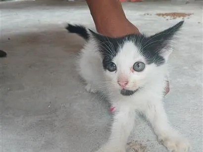 Gato raça SRD-ViraLata idade 2 a 6 meses nome Nao tem nome