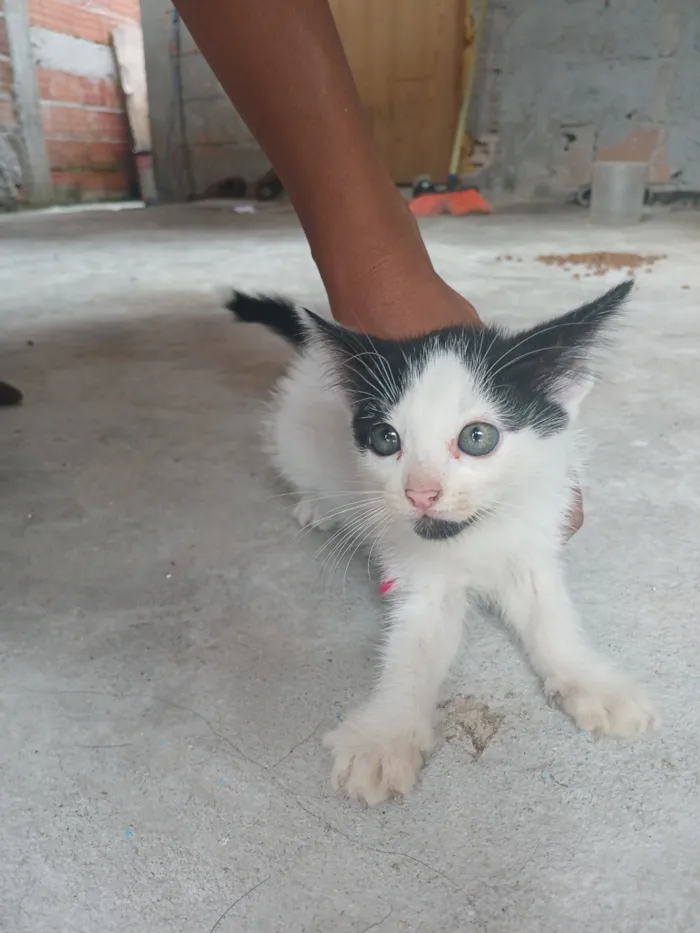 Gato raça SRD-ViraLata idade 2 a 6 meses nome Nao tem nome