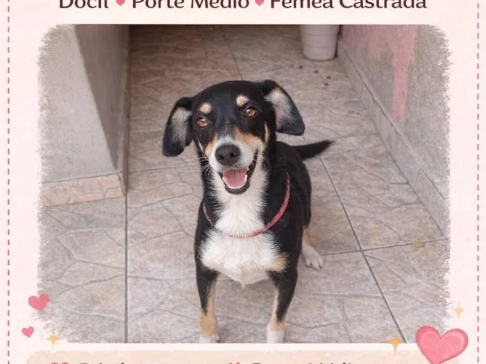 Cachorro raça SRD-ViraLata idade 2 anos nome Bia 