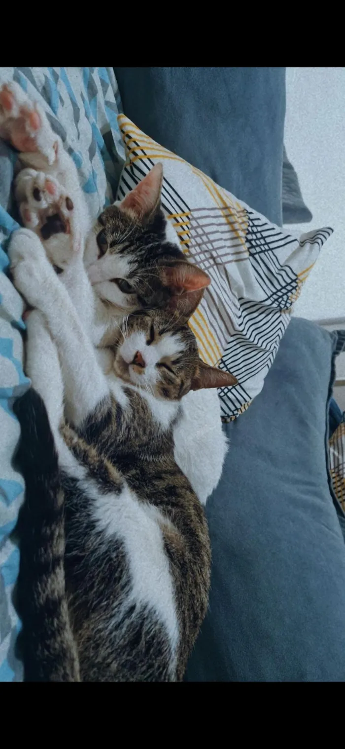 Gato raça SRD-ViraLata idade 2 anos nome Atena e Zuri