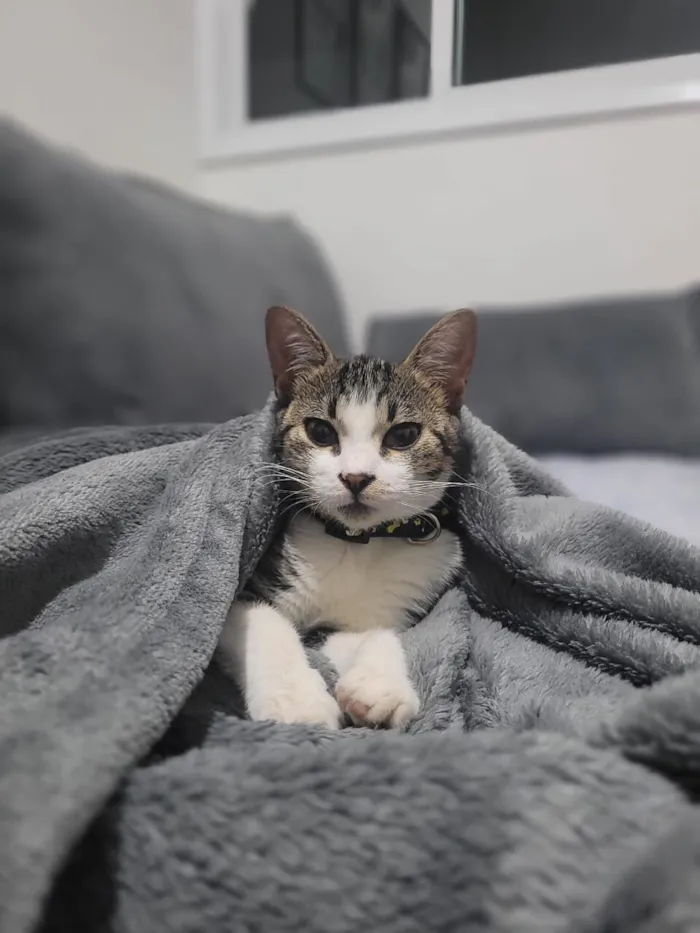 Gato raça SRD-ViraLata idade 2 anos nome Atena e Zuri