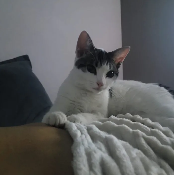 Gato raça SRD-ViraLata idade 2 anos nome Atena e Zuri