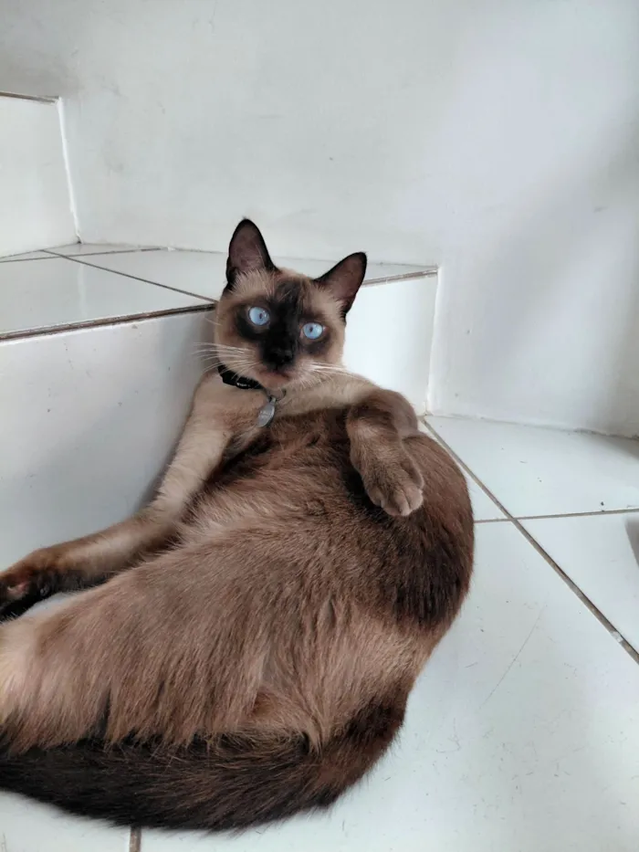 Gato raça SRD-ViraLata idade 3 anos nome Theo