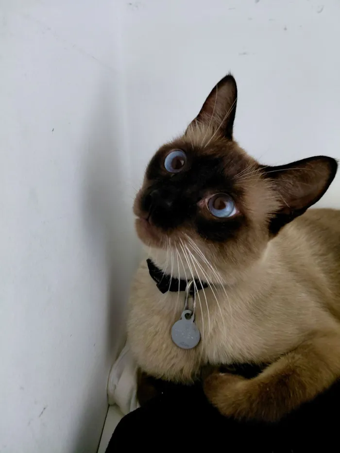 Gato raça SRD-ViraLata idade 3 anos nome Theo