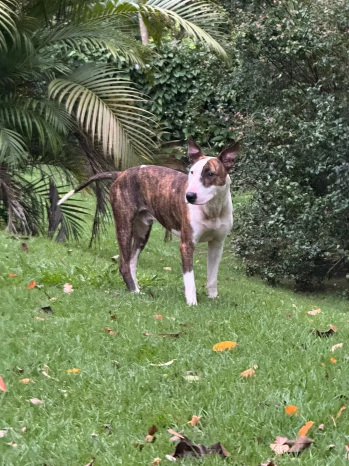Cachorro raça Bull Terrier idade 3 anos nome Joey