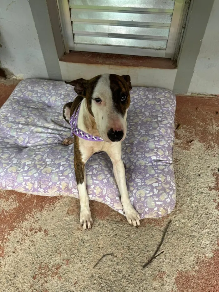 Cachorro raça Bull Terrier idade 3 anos nome Joey