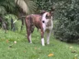 Cachorro raça Bull Terrier idade 3 anos nome Joey
