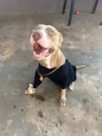 Cachorro raça Pit-Bull idade 3 anos nome Myke 