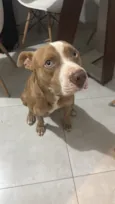Cachorro raça Pit-Bull idade 3 anos nome Myke 