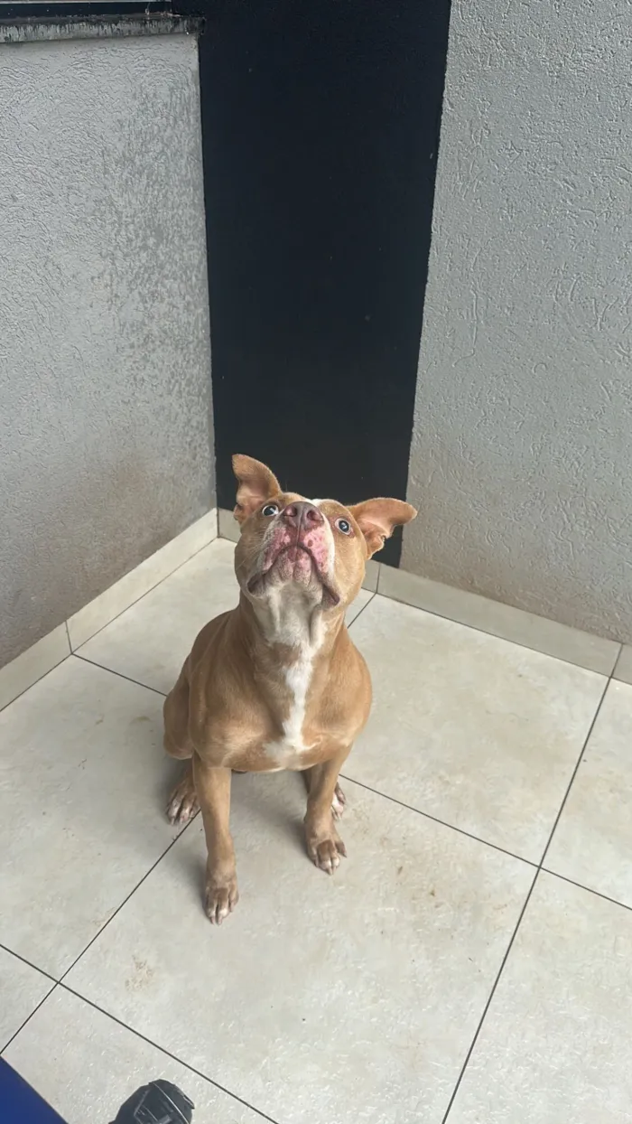 Cachorro raça Pit-Bull idade 3 anos nome Myke 