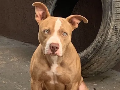 Cachorro raça Pit-Bull idade 3 anos nome Myke 