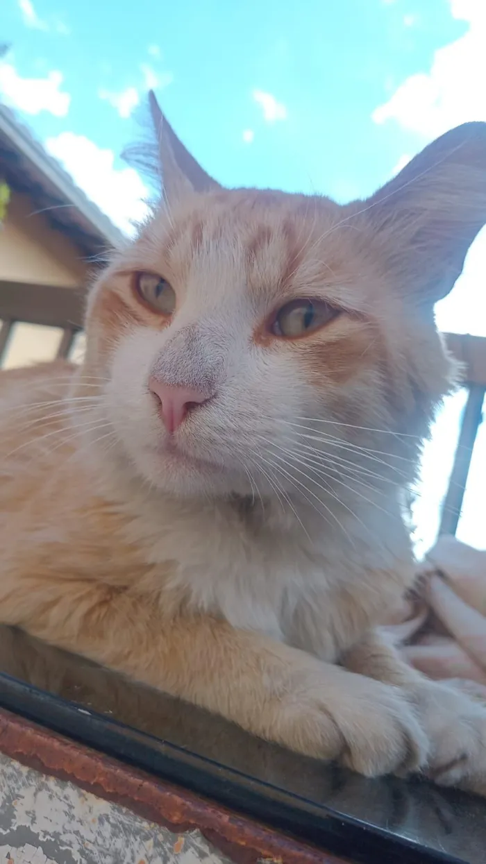 Gato raça SRD-ViraLata idade 2 anos nome Caramelo 