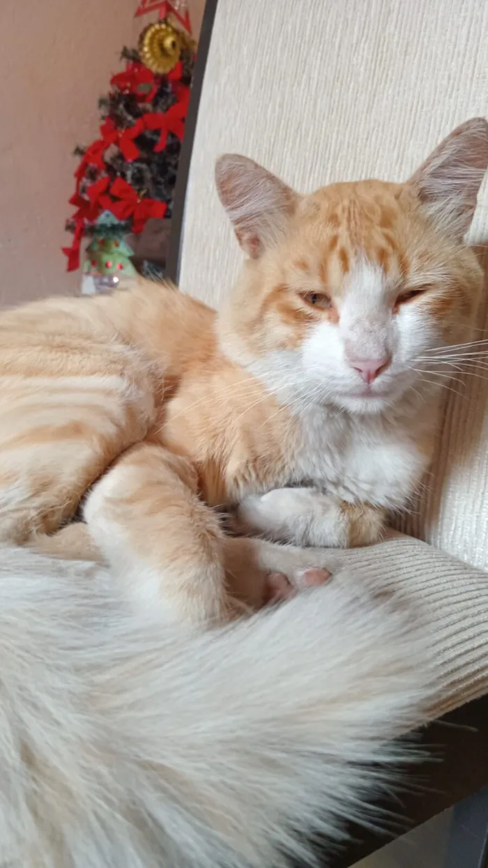 Gato raça SRD-ViraLata idade 2 anos nome Caramelo 