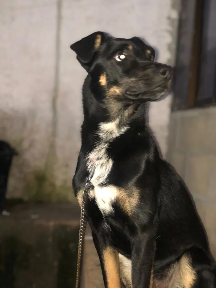 Cachorro raça SRD-ViraLata idade 7 a 11 meses nome major 