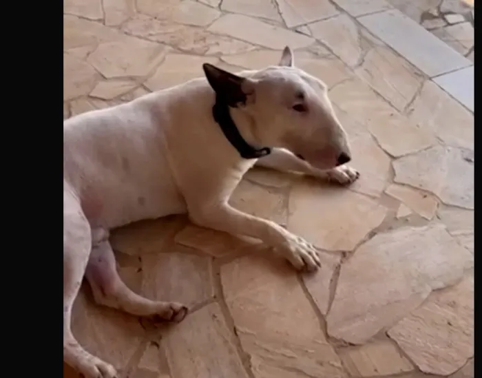 Cachorro raça Bulldog idade 2 anos nome Pitoco