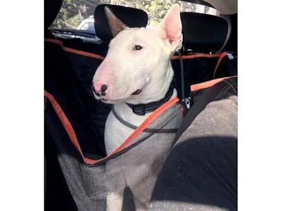 Cachorro raça Bulldog idade 2 anos nome Pitoco