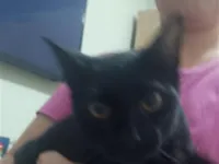 Gato raça SRD-ViraLata idade 1 ano nome Salem