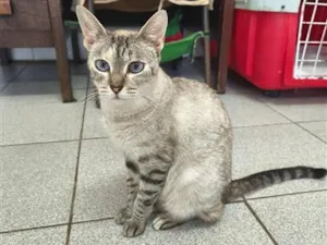 Gato raça SRD-ViraLata idade 1 ano nome Sereia