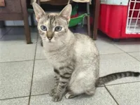 Gato raça SRD-ViraLata idade 1 ano nome Sereia