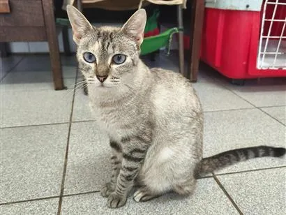 Gato raça SRD-ViraLata idade 1 ano nome Sereia