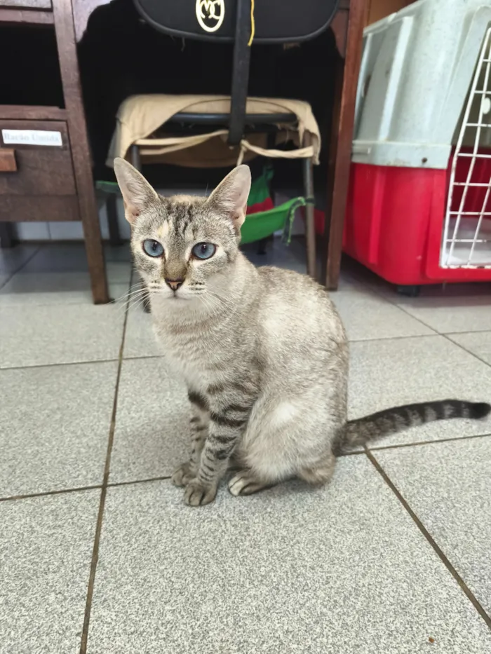 Gato raça SRD-ViraLata idade 1 ano nome Sereia