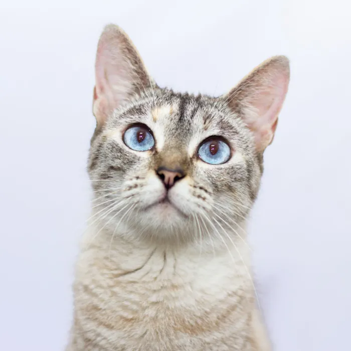 Gato raça SRD-ViraLata idade 1 ano nome Sereia