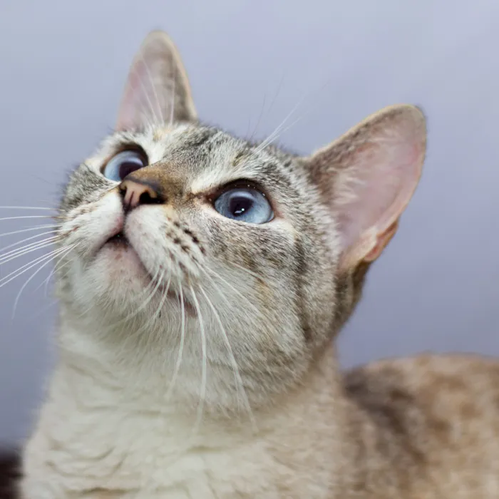 Gato raça SRD-ViraLata idade 1 ano nome Sereia