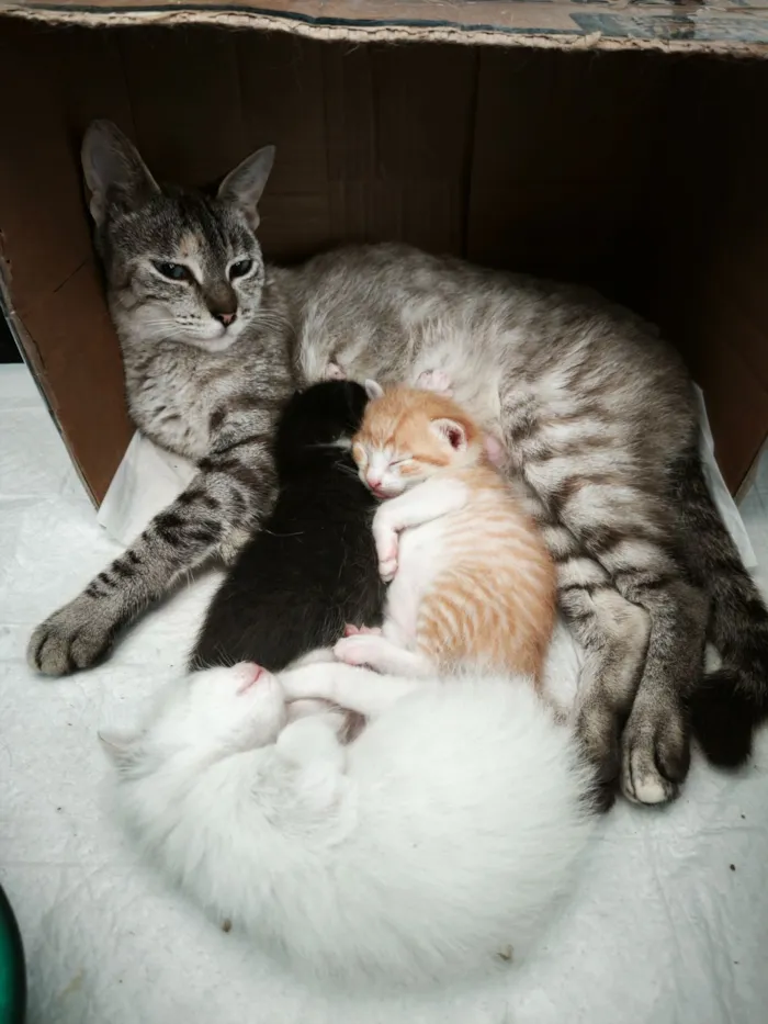 Gato raça SRD-ViraLata idade 1 ano nome Sereia