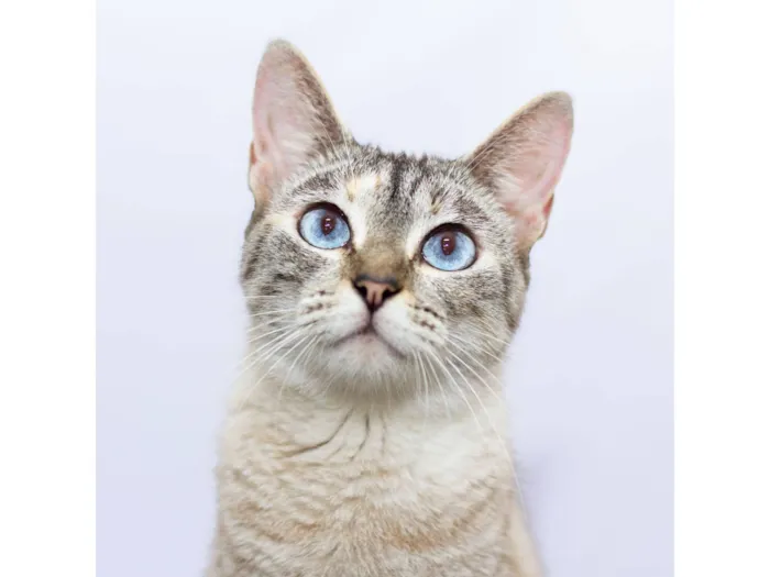 Gato raça SRD-ViraLata idade 1 ano nome Sereia