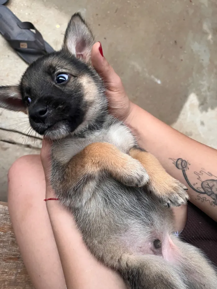 Cachorro raça Pastor Alemão idade 2 a 6 meses nome DOA-SE FILHOTES DE PASTOR BELGA, (O PAI É PORTE GRANDE) A MÃE É BELGA