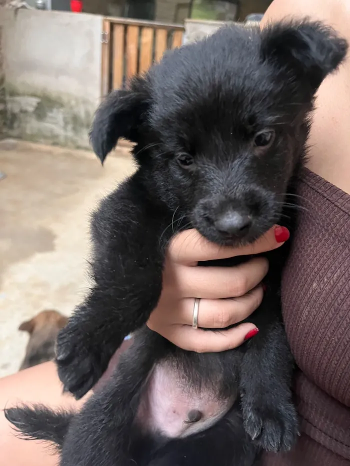 Cachorro raça Pastor Alemão idade 2 a 6 meses nome DOA-SE FILHOTES DE PASTOR BELGA, (O PAI É PORTE GRANDE) A MÃE É BELGA