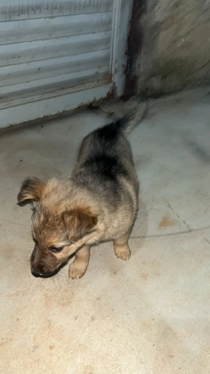 Cachorro raça Pastor Alemão idade 2 a 6 meses nome DOA-SE FILHOTES DE PASTOR BELGA, (O PAI É PORTE GRANDE) A MÃE É BELGA