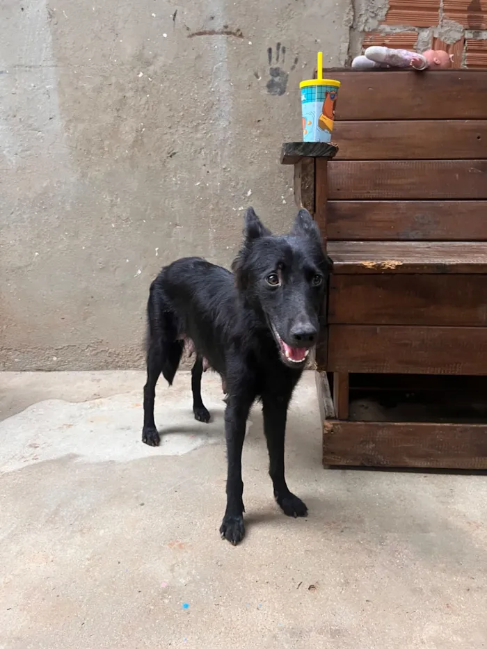 DOA-SE FILHOTES DE PASTOR BELGA, (O PAI É PORTE GRANDE) A MÃE É BELGA