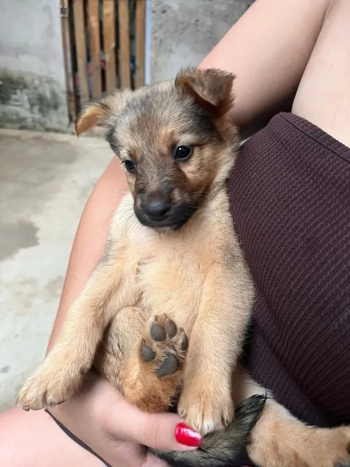 Cachorro raça Pastor Alemão idade 2 a 6 meses nome DOA-SE FILHOTES DE PASTOR BELGA, (O PAI É PORTE GRANDE) A MÃE É BELGA