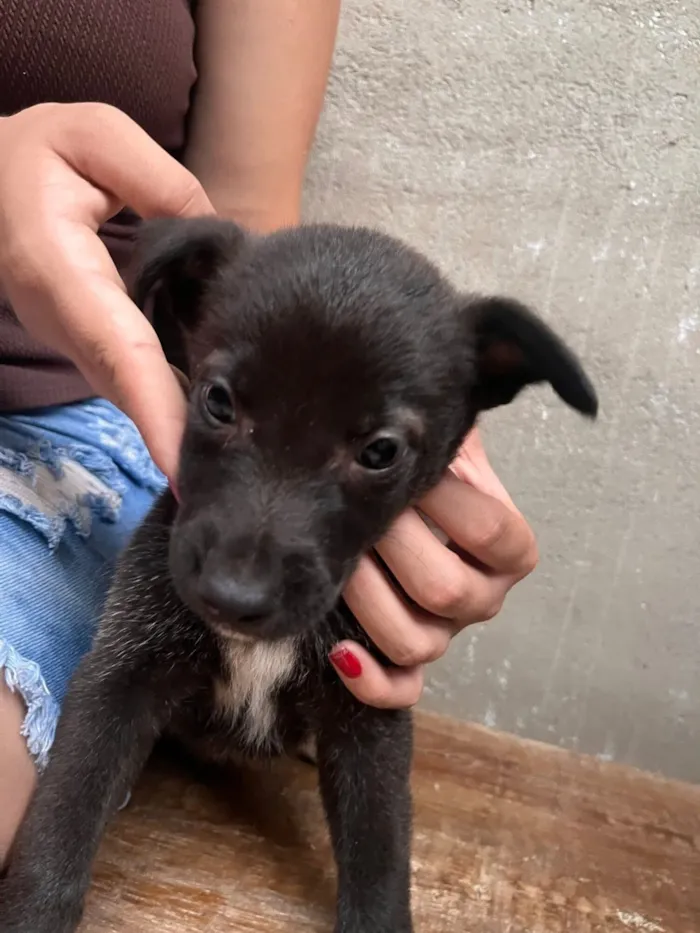 Cachorro raça Pastor Alemão idade 2 a 6 meses nome DOA-SE FILHOTES DE PASTOR BELGA, (O PAI É PORTE GRANDE) A MÃE É BELGA