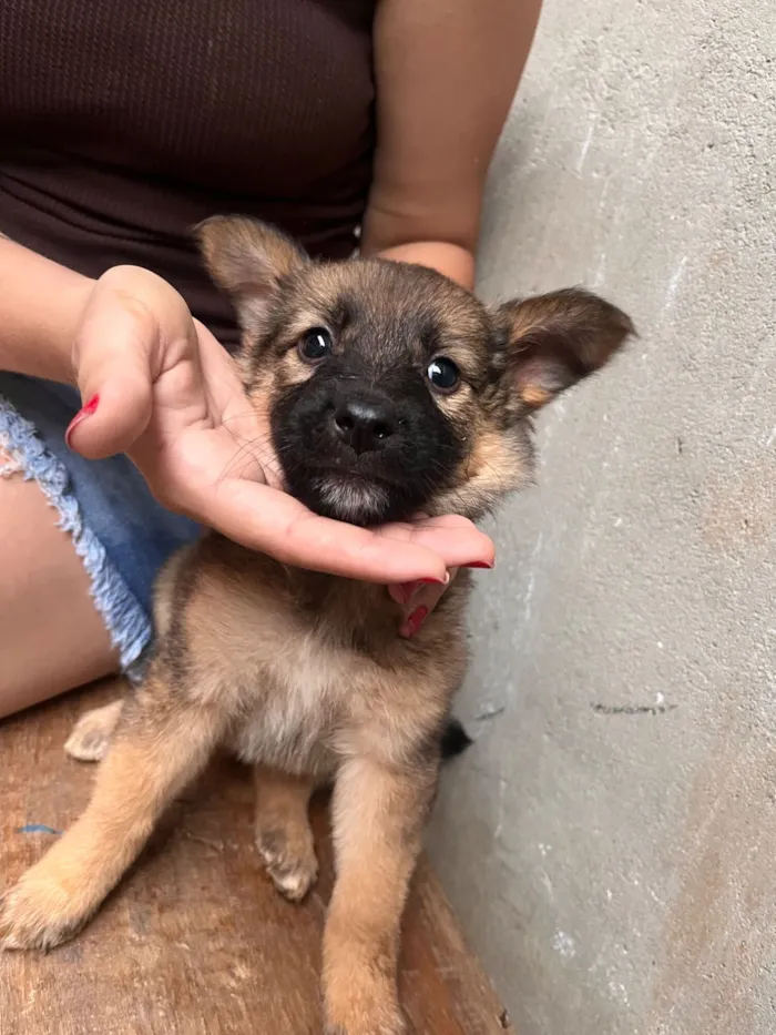 Cachorro raça Pastor Alemão idade 2 a 6 meses nome DOA-SE FILHOTES DE PASTOR BELGA, (O PAI É PORTE GRANDE) A MÃE É BELGA