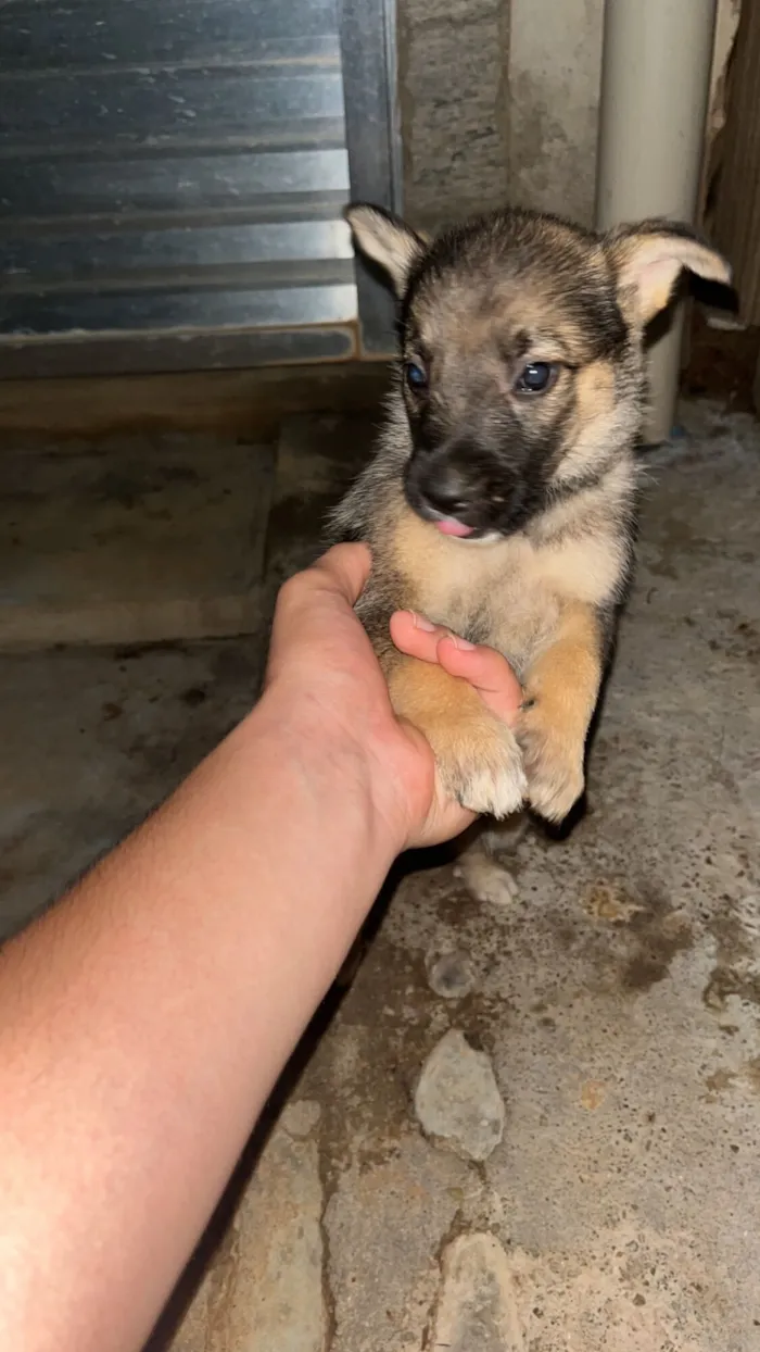 DOA-SE FILHOTES DE PASTOR BELGA, (O PAI É PORTE GRANDE) A MÃE É BELGA