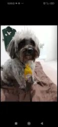 Cachorro raça Poodle idade 5 anos nome Luke 