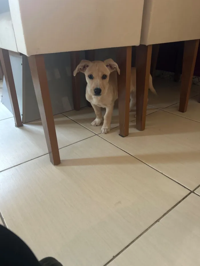 Cachorro raça SRD-ViraLata idade 2 a 6 meses nome Laila