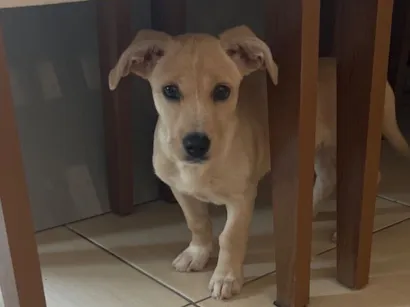 Cachorro raça SRD-ViraLata idade 2 a 6 meses nome Laila