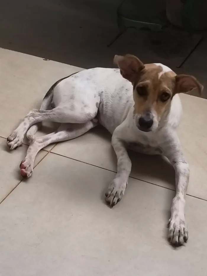 Cachorro raça SRD-ViraLata idade 2 a 6 meses nome Bob