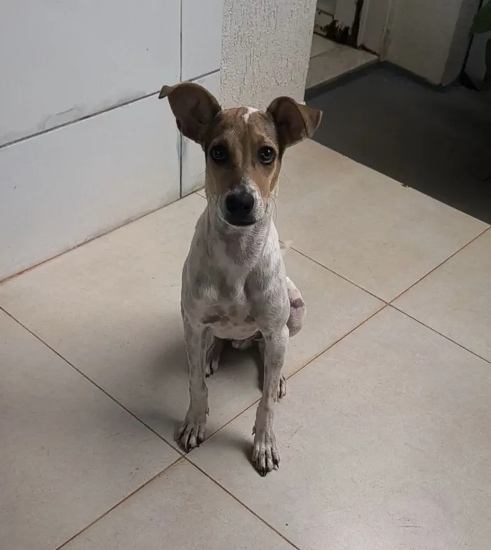 Cachorro raça SRD-ViraLata idade 2 a 6 meses nome Bob