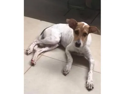 Cachorro raça SRD-ViraLata idade 2 a 6 meses nome Bob