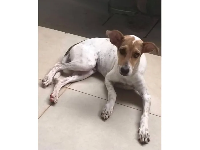 Cachorro raça SRD-ViraLata idade 2 a 6 meses nome Bob